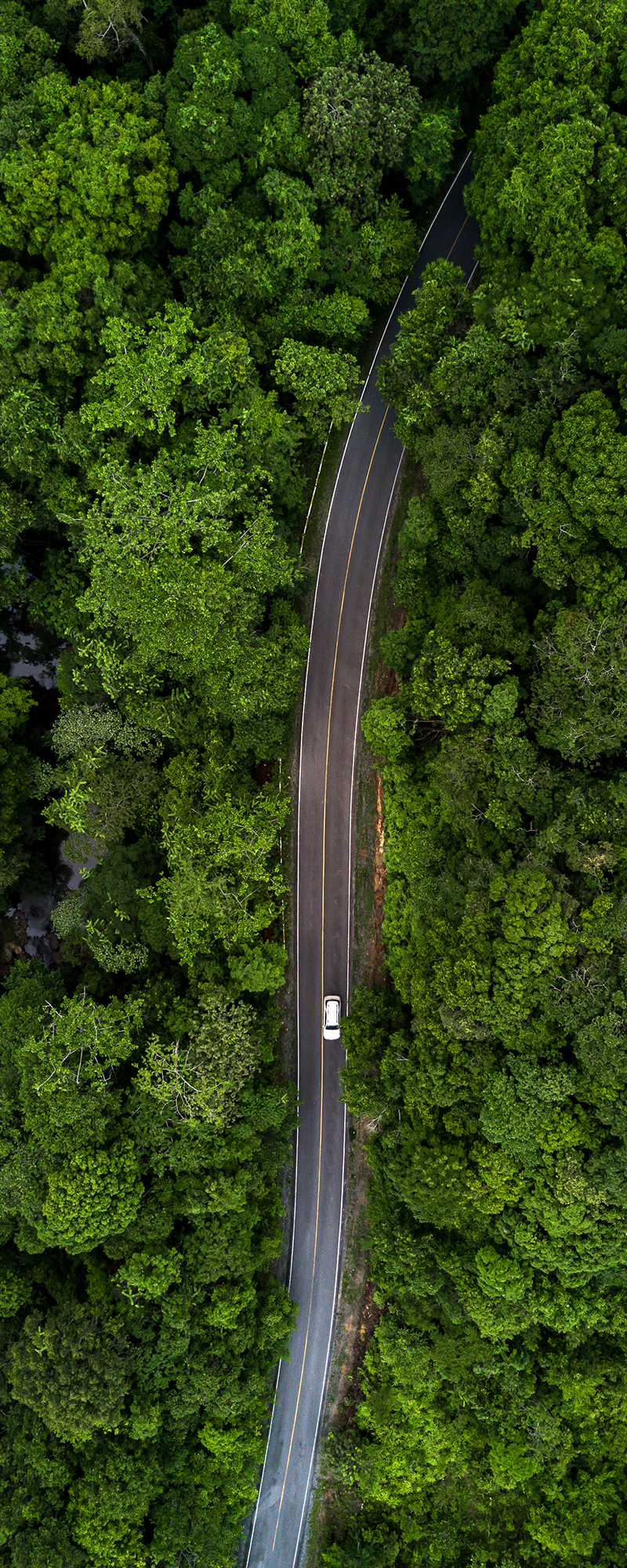 forest+road.jpg